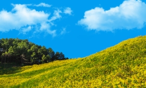 Get out and about with Pycnogenol