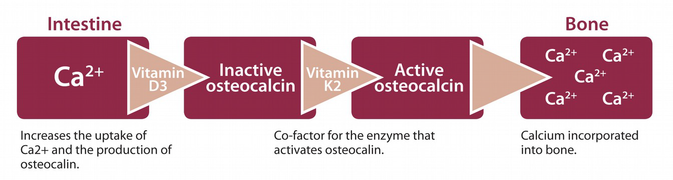 Calcium Conversion