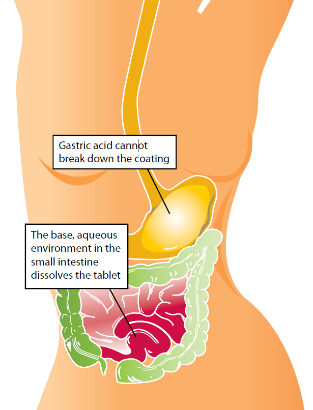 Bio-Garlic - Intestines