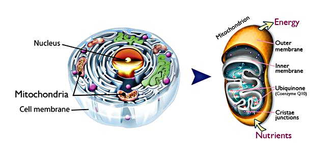 Illustrations of mitochondria