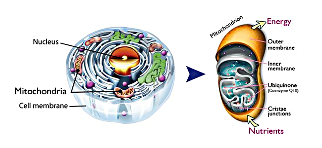 Illustration of mitochobdria